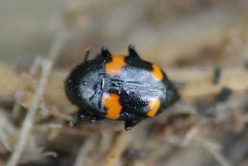 Réf. 276 067 : Scaphidium quadrimaculatum